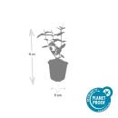 Bodendecker - Johanniskraut - Hypericum inodorum Rheingold - 9cm Topf - Set mit 6 Pflanzen