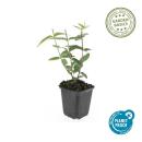 Bodendecker - Johanniskraut - Hypericum inodorum Rheingold - 9cm Topf - Set mit 12 Pflanzen