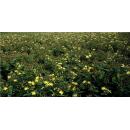 Bodendecker - Johanniskraut - Hypericum inodorum Rheingold - 9cm Topf - Set mit 12 Pflanzen