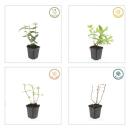 Bodendecker - Johanniskraut - Hypericum inodorum Rheingold - 9cm Topf - Set mit 12 Pflanzen