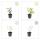 Bodendecker - Johanniskraut - Hypericum inodorum Rheingold - 9cm Topf - Set mit 12 Pflanzen