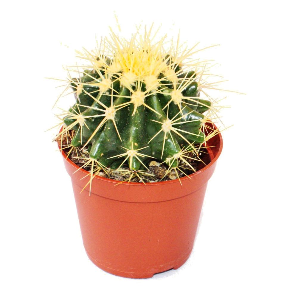 5,5cm Topf Stetsonia coryne Nähnadel-Kaktus 