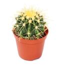 Echinocactus grusonii - chaise de belle-mère -...