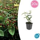 Bodendecker - Johanniskraut - Hypericum inodorum Rheingold - 9cm Topf - Set mit 20 Pflanzen