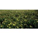 Bodendecker - Johanniskraut - Hypericum inodorum Rheingold - 9cm Topf - Set mit 20 Pflanzen