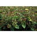Bodendecker - Johanniskraut - Hypericum inodorum Rheingold - 9cm Topf - Set mit 20 Pflanzen