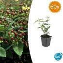 Bodendecker - Johanniskraut - Hypericum inodorum Rheingold - 9cm Topf - Set mit 60 Pflanzen