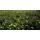 Bodendecker - Johanniskraut - Hypericum inodorum - 9cm Topf - Set mit 6 Pflanzen