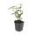 Bodendecker - Johanniskraut - Hypericum inodorum - 9cm Topf - Set mit 6 Pflanzen