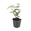 Bodendecker - Johanniskraut - Hypericum inodorum - 9cm Topf - Set mit 12 Pflanzen