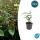 Bodendecker - Johanniskraut - Hypericum inodorum - 9cm Topf - Set mit 12 Pflanzen