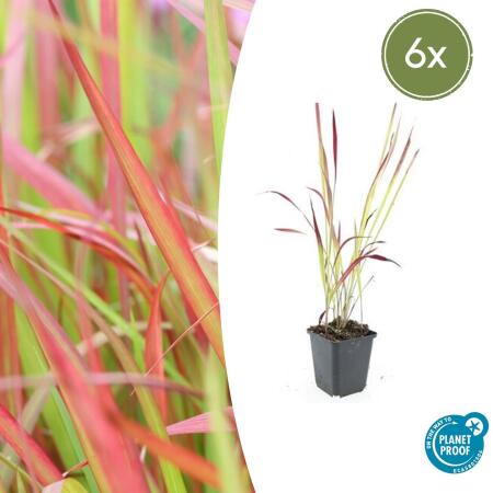 Herbe dornement - Herbe du sang japonaise - Imperata cylindrica Red Baron - Pot de 9cm - Set de 6 plantes
