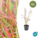 Ziergras - Japanisches Blutgras - Imperata cylindrica Red...