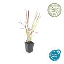 Herbe dornement - Herbe du sang japonaise - Imperata cylindrica Red Baron - Pot de 9cm - Set de 6 plantes