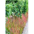 Herbe dornement - Herbe du sang japonaise - Imperata cylindrica Red Baron - Pot de 9cm - Set de 6 plantes