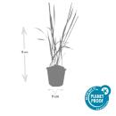 Herbe dornement - Herbe du sang japonaise - Imperata cylindrica Red Baron - Pot de 9cm - Set de 6 plantes