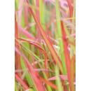 Herbe dornement - Herbe du sang japonaise - Imperata cylindrica Red Baron - Pot de 9cm - Set de 6 plantes