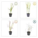 Herbe dornement - Herbe du sang japonaise - Imperata cylindrica Red Baron - Pot de 9cm - Set de 6 plantes