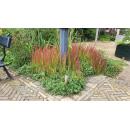 Herbe dornement - Herbe du sang japonaise - Imperata cylindrica Red Baron - Pot de 9cm - Set de 6 plantes
