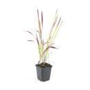 Herbe dornement - Herbe du sang japonaise - Imperata cylindrica Red Baron - Pot de 9cm - Set de 6 plantes