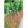 Herbe dornement - Herbe du sang japonaise - Imperata cylindrica Red Baron - Pot de 9cm - Set de 6 plantes