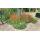 Herbe dornement - Herbe du sang japonaise - Imperata cylindrica Red Baron - Pot de 9cm - Set de 6 plantes