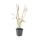 Herbe dornement - Herbe du sang japonaise - Imperata cylindrica Red Baron - Pot de 9cm - Set de 6 plantes