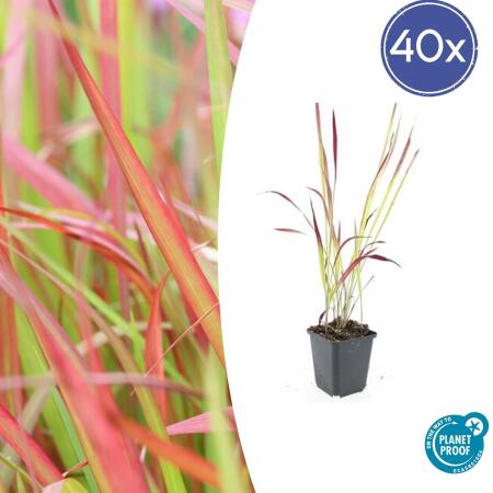 Ornamental grass - Japanese blood grass - Imperata cylindrica Red Baron - 9cm pot - Set of 40 plants