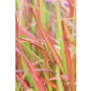 Ornamental grass - Japanese blood grass - Imperata cylindrica Red Baron - 9cm pot - Set of 40 plants