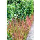 Ornamental grass - Japanese blood grass - Imperata cylindrica Red Baron - 9cm pot - Set of 40 plants