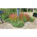 Ornamental grass - Japanese blood grass - Imperata cylindrica Red Baron - 9cm pot - Set of 40 plants
