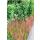Ornamental grass - Japanese blood grass - Imperata cylindrica Red Baron - 9cm pot - Set of 40 plants