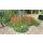 Ornamental grass - Japanese blood grass - Imperata cylindrica Red Baron - 9cm pot - Set of 40 plants