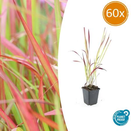 Ziergras - Japanisches Blutgras - Imperata cylindrica Red Baron - 9cm Topf - Set mit 60 Pflanzen