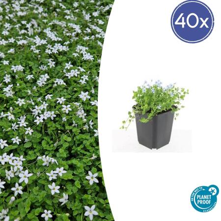 Ground cover - White lobelia - Isotoma fluviatilis Alba - 9cm pot - Set of 48 plants
