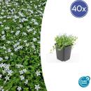 Ground cover - White lobelia - Isotoma fluviatilis Alba -...
