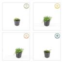 Ground cover - White lobelia - Isotoma fluviatilis Alba - 9cm pot - Set of 48 plants
