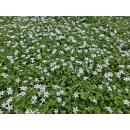 Ground cover - White lobelia - Isotoma fluviatilis Alba - 9cm pot - Set of 48 plants