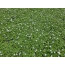 Ground cover - White lobelia - Isotoma fluviatilis Alba - 9cm pot - Set of 48 plants