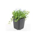 Ground cover - White lobelia - Isotoma fluviatilis Alba - 9cm pot - Set of 48 plants