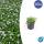 Ground cover - White lobelia - Isotoma fluviatilis Alba - 9cm pot - Set of 48 plants