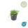 Ground cover - White lobelia - Isotoma fluviatilis Alba - 9cm pot - Set of 48 plants