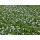Ground cover - White lobelia - Isotoma fluviatilis Alba - 9cm pot - Set of 48 plants