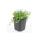 Ground cover - White lobelia - Isotoma fluviatilis Alba - 9cm pot - Set of 48 plants