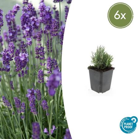 Lavendel-Pflanze - Lavandula angustifolia Dwarf Blue - Echter Lavendel - 9cm Topf - Set mit 6 Pflanzen