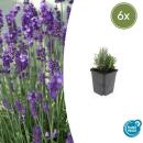 Plante de lavande - Lavandula angustifolia Dwarf Blue -...