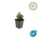 Lavendel-Pflanze - Lavandula angustifolia Dwarf Blue - Echter Lavendel - 9cm Topf - Set mit 6 Pflanzen
