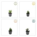 Lavendel-Pflanze - Lavandula angustifolia Dwarf Blue - Echter Lavendel - 9cm Topf - Set mit 6 Pflanzen