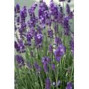Lavendel-Pflanze - Lavandula angustifolia Dwarf Blue - Echter Lavendel - 9cm Topf - Set mit 6 Pflanzen