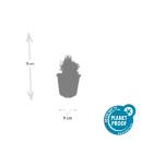 Lavendel-Pflanze - Lavandula angustifolia Dwarf Blue - Echter Lavendel - 9cm Topf - Set mit 6 Pflanzen